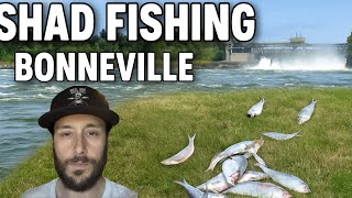 Shad Fishing Bonneville | Fast Action + Tips to Catch More