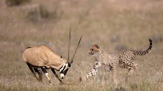 How Cheetah Hunting Gemsbok