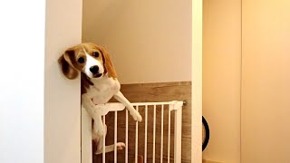 an escaped beagle