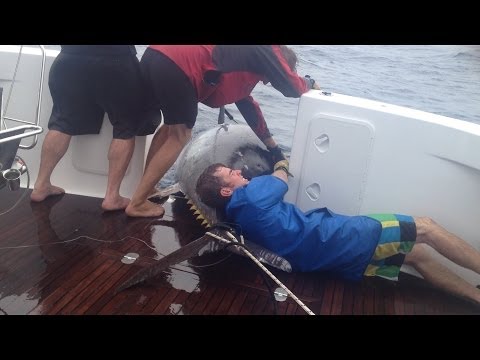 Woman Reels In HUGE Tuna Fish Catch In New Zealand - YouTube