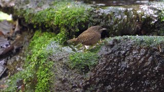 山中湖 大洞の泉のミソサザイ　その２９（4K60P動画）