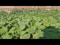 My Backyard radish Plant in KSA