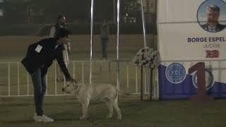 English pointer class | Gundog championship Show Rafi cricket Ground Bahria townLahore 2|muneer vlog