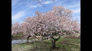 『高尾さくら公園／まほろばの郷（北本市）』荒川の河川敷のそばに咲く大寒桜