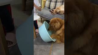 Duoduo took this pot which was a bit too big and saw that it was a golden retriever, the Ganfan dog