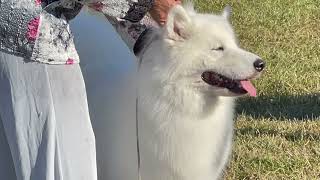 Florida Gulf Coast Clusters Dog Show (2022)