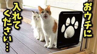 おウチに入れなくなった可哀想な猫がこちら【関西弁でしゃべる猫】【猫アテレコ】