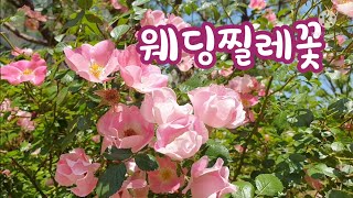 웨딩찔레꽃 영상