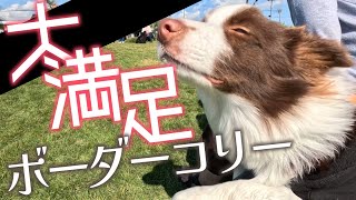 【 #ボーダーコリー  】 ドッグランで追いかけっこをして大満足の可愛い愛犬の成長記録 【 #子犬 #アテレコ 】