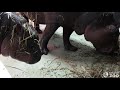 Penelope the Pygmy Hippo Calf with Mom Kindia