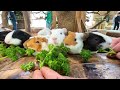 「パセリ食べてみよ・・・」ってなる程の、モルモットのパセリ愛w guinea pigs eat parsley