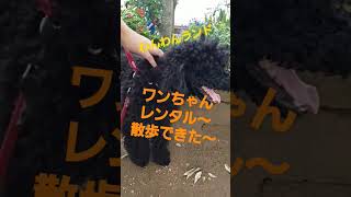 子供にワンちゃん散歩　#わんちゃん #犬 #つくばわんわんランド #レンタル