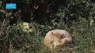 Таштанды жайга жана дааратканага айланган базар / 01.08.17 / НТС