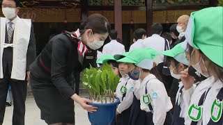 北海道から「すずらんの使節」太宰府天満宮に奉納－地元の園児も初夏の香り楽しむ