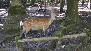 奈良公園のシカ　Sika(Cervus nippon) in Nara Park