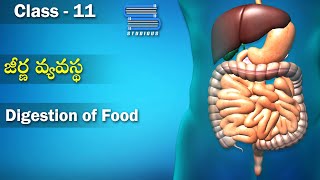 జీర్ణ వ్యవస్థ - Digestion of Food | Digestion and Absorption | Class 11 Biology | Studious Telugu