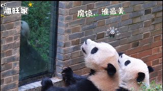 24.09都江堰～潘旺媽媽和雪餅寶寶好有愛喔！#panda #pandababy #giantpanda #cutepanda #大熊貓 #熊貓寶寶