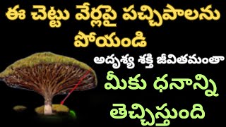 ఈ చెట్టు వేర్లపై పచ్చిపాలను పోయండి అదృశ్య శక్తి జీవితమంతా మీకు ధనాన్ని తెచ్చిస్తుంది