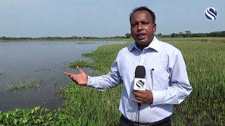 অকাল বন্যায় তলিয়ে গেছে বিশ্বনাথের হাওরের ফসলি জমি, ১২ হাজার কৃষক দিশেহারা