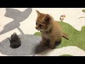 【遊び疲れたら匍匐前進！】福ちゃん成長日記⑩fuku chan kitten