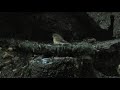 山中湖 大洞の泉のキビタキ（雌雄）とオオルリ（雄）とクロツグミ（幼鳥）その１（4k動画）