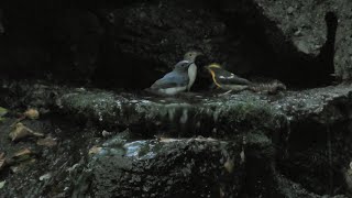 山中湖 大洞の泉のキビタキ（雌雄）とオオルリ（雄）とクロツグミ（幼鳥）その１（4K動画）