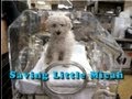 Saving Micah- A Shelter Puppy WIth Severe Pneumonia - Please Share Saving Micah- A Shelter Puppy WIth Severe Pneumonia - Please Share