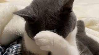 眠たい子猫にちょっかいを出してみたら…Vol.62〜I tried to give a little bit to a sleepy kitten