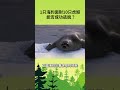 1只海豹面對10只虎鯨能否成功逃脫？ 寵物 動物 可愛