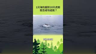 1只海豹面對10只虎鯨能否成功逃脫？#寵物 #動物 #可愛