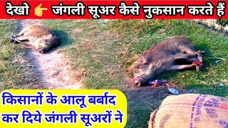 जंगली सूअर ऐसे पकडते है देखो | आलू में बहुत नुकसान कर रहे थे | jangli suar  ki video | pig hunting