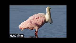 LIVE Alligators and Spoonbills - St. Augustine's Alligator Farm Zoological Park | explore.org