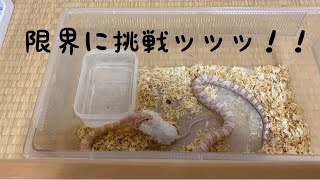 生後1年未満のコーンスネークにアダルトマウスを与える！　corn snakes