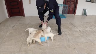 かわいい警察犬の訓練　広西チワン族自治区