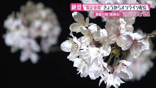 SAKURA 2021 満開の桜並木と鉄道＠佐賀・伊万里市＆夜桜配信始まります＠福岡市