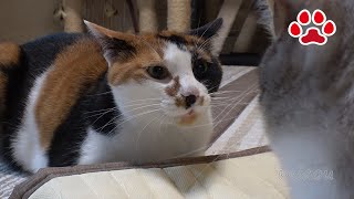 しぴ、三毛猫を殴る【瀬戸の猫部屋日記】Chipie hit Calico cat Mi-ke.