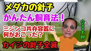 メダカの針子　こんなんで大丈夫！簡単飼育法　ミジンコ共存容器に何が起きた？！カイジ光全滅の悲劇