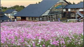 夢の平コスモス荘, 秋花, Cosmos , YumeNoTaira , Tonami Cosmos Garden