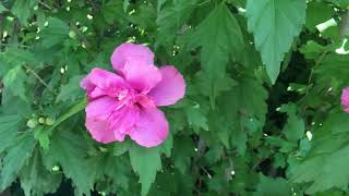 Double Rose of Sharon: The Double Pink Althea Rose of Sharon.