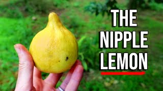 Nipplemon! - A Rare Lemon Species from Vanuatu