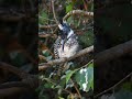 Crested Kingfisher #shorts #youtubeshorts #shortvideo #kingfisher