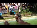 東武動物公園 カバの歯磨きイベント