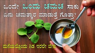 ಒಂದು ಚಮಚ ರಸ ಏನು ಚಮತ್ಕಾರ ಮಾಡುತ್ತೆ ಗೊತ್ತಾ? Doddapatre leaf uses | Ajwain leaf cold remedy