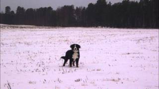 Suvi Teräsniska - Joulun lapsi