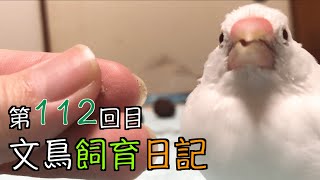 文鳥飼育日記第112回目