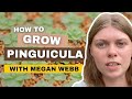 Pinguicula Plant Care & Propagation With Megan Webb