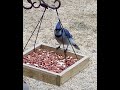 bluejay in the morning