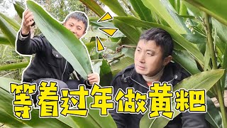 Brother Yong went to his fourth wife’s house to cut yellow bastard leaves