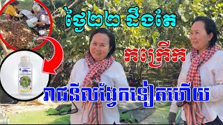 ដំណឹងពិសេសពីលោកជំទាវ សៀង ចាន់ហេង ថ្ងៃ២២ខាងមុខនេះ ធ្វើប្រេងព្យាបាលបានច្រើនប្រភេទ