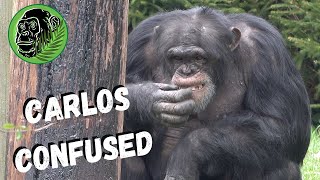 Carlos Confused As Female Chimp Screams At Him